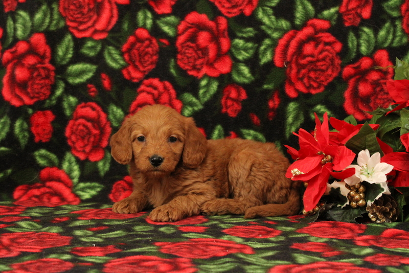 puppy, for, sale, Mini Goldendoodle F1, Matthew B. Stoltzfus, dog, breeder, Gap, PA, dog-breeder, puppy-for-sale, forsale, nearby, find, puppyfind, locator, puppylocator, aca